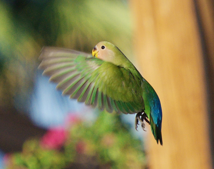 lovebird in flight